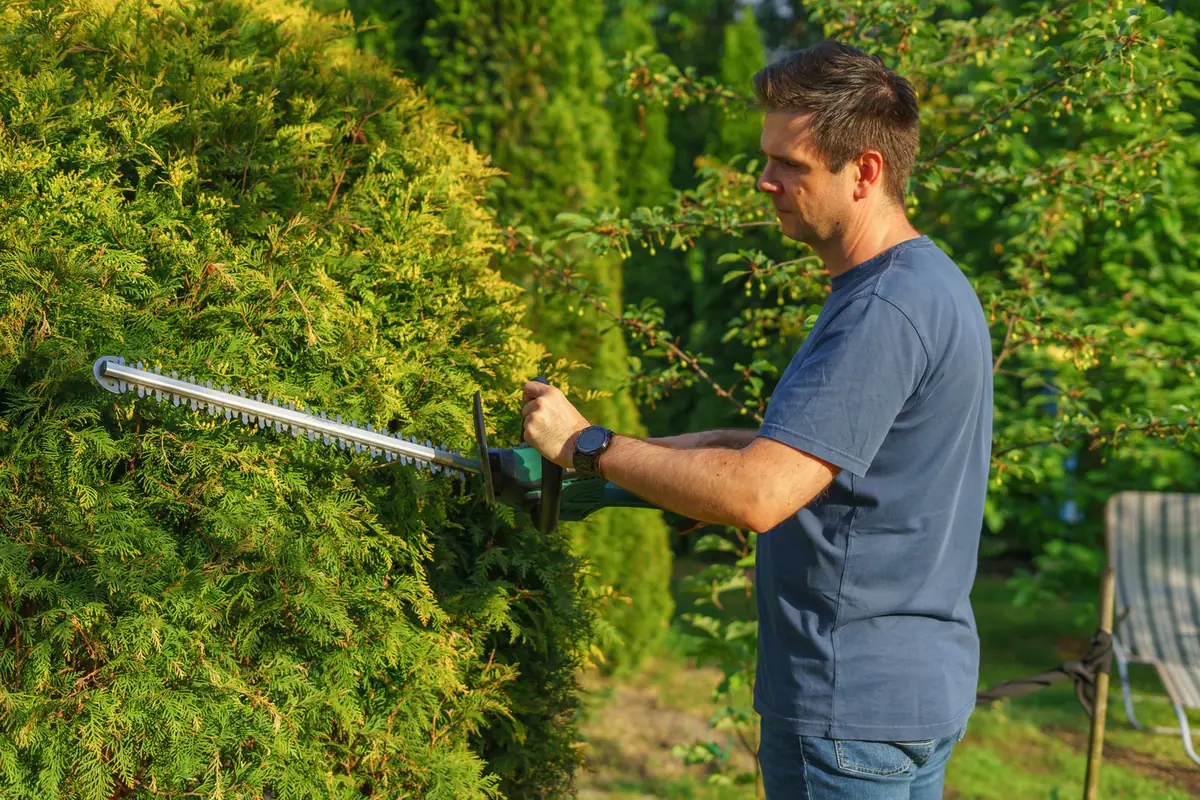 A landscaper trimming a hedge in a sunny garden